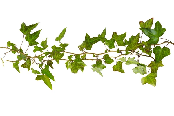 Ramita de hiedra con hojas verdes aisladas sobre un fondo blanco — Foto de Stock
