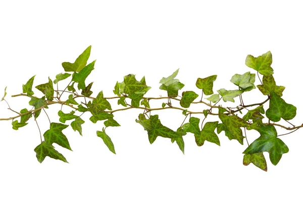 Ramita de hiedra con hojas verdes aisladas sobre un fondo blanco — Foto de Stock