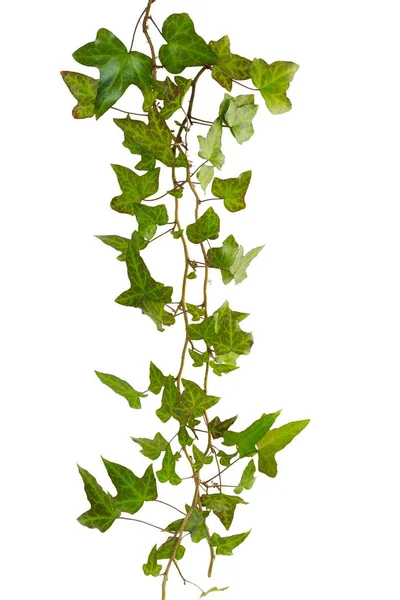 Hajtás borostyán zöld levelek elszigetelt fehér alapon — Stock Fotó