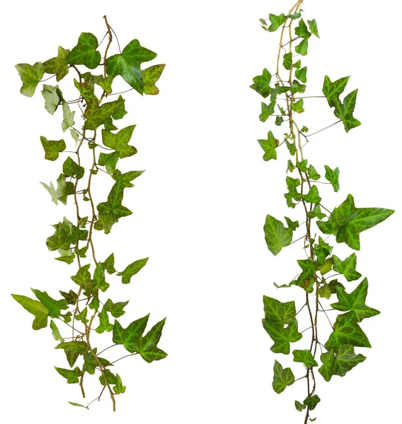 Kvist murgröna med gröna blad isolerad på en vit bakgrund — Stockfoto