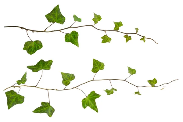 Pruh břečťanu se zelenými listy izolované na bílém pozadí — Stock fotografie