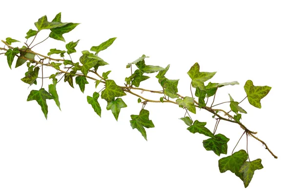 Branche de lierre aux feuilles vertes isolées sur fond blanc — Photo