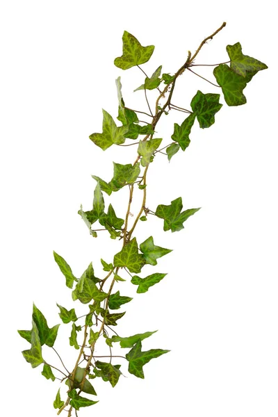 Branche de lierre aux feuilles vertes isolées sur fond blanc — Photo