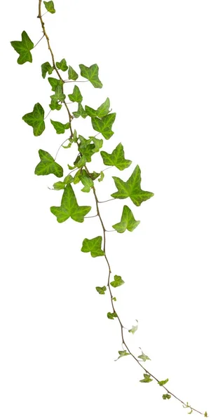 Beyaz arkaplanda yeşil yapraklı sarmaşık filizi — Stok fotoğraf