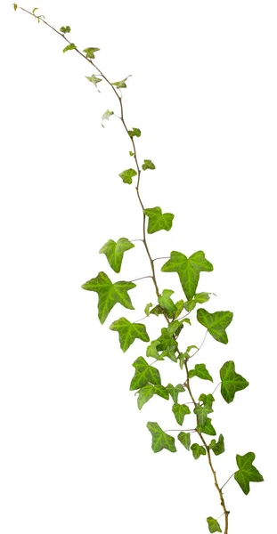 Sprig of ivy with green leaves isolated on a white background — Stock Photo, Image