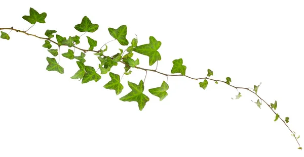 Веточка плюща с зелеными листьями изолированы на белом фоне — стоковое фото