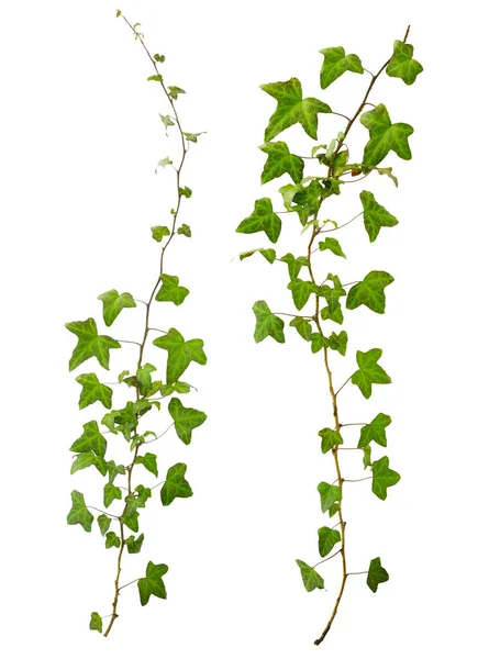 Веточка плюща с зелеными листьями изолированы на белом фоне — стоковое фото