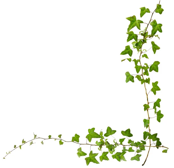 Rama de hiedra con hojas verdes aisladas sobre fondo blanco. Com —  Fotos de Stock
