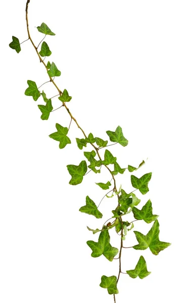 Sprig of ivy with green leaves isolated on a white background — Stock Photo, Image