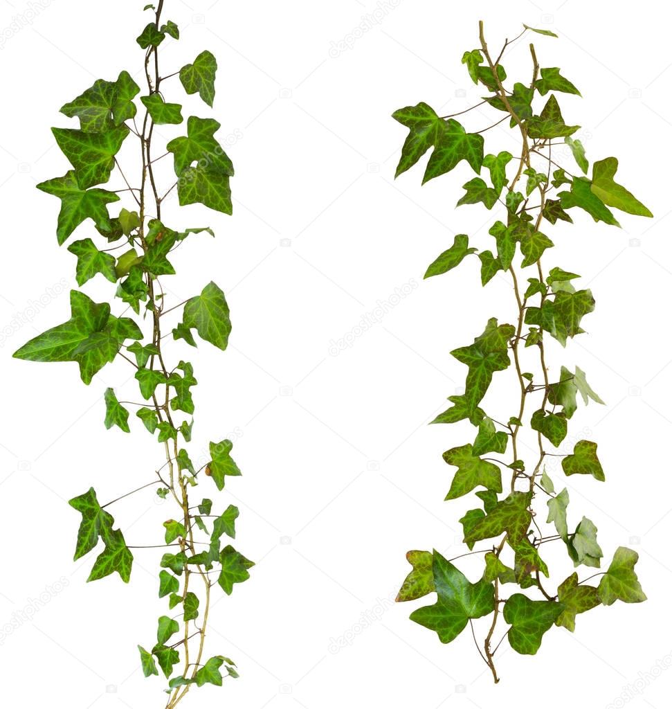 sprig of ivy with green leaves isolated on a white background