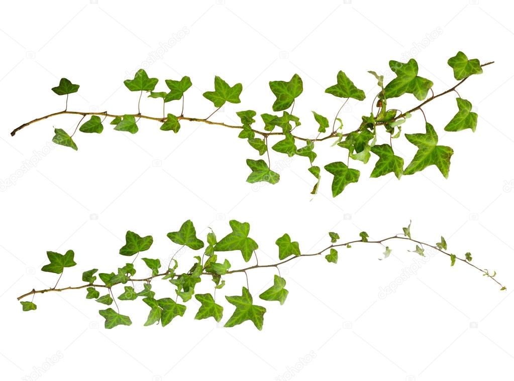 sprig of ivy with green leaves isolated on a white background