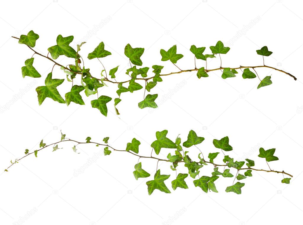 sprig of ivy with green leaves isolated on a white background