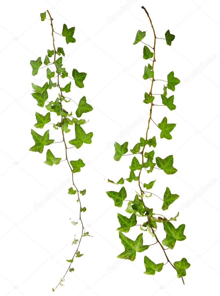 sprig of ivy with green leaves isolated on a white background