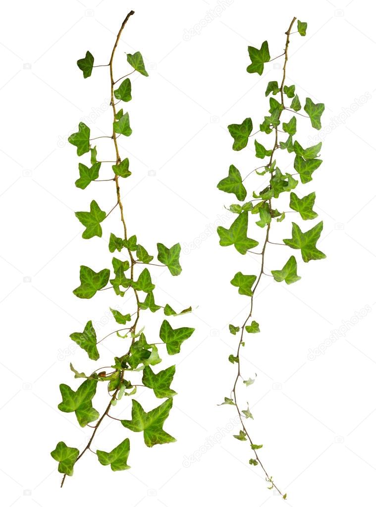 sprig of ivy with green leaves isolated on a white background