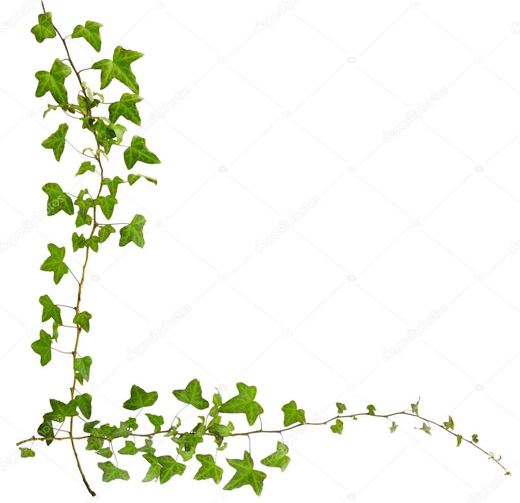 Sprig of ivy with green leaves isolated on white background. Com