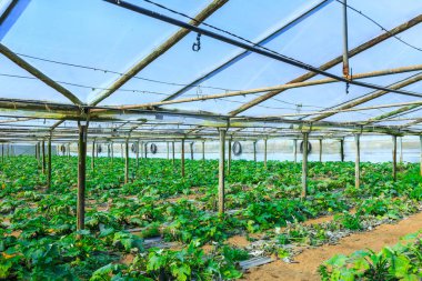 Büyüyen bir kabak ekimi greenh içinde kırmızı bir toprakta bitkiler
