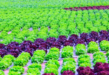 Organik yeşil marul bitki veya r salata sebze ekimi