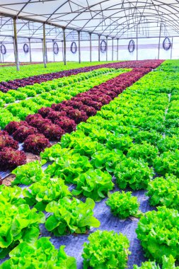 Organik yeşil marul bitki veya r salata sebze ekimi