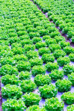 Organik yeşil marul bitki veya r salata sebze ekimi