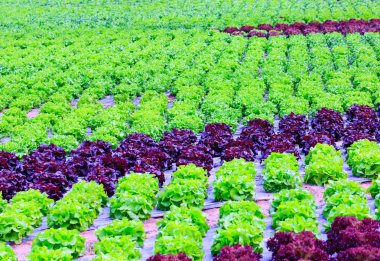 Organik yeşil marul bitki veya r salata sebze ekimi