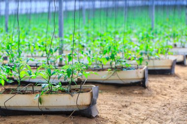 Çiçekli bitkiler dev p içinde tencere büyüyen domates