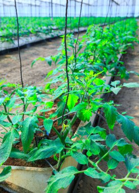 Çiçekli bitkiler dev p içinde tencere büyüyen domates