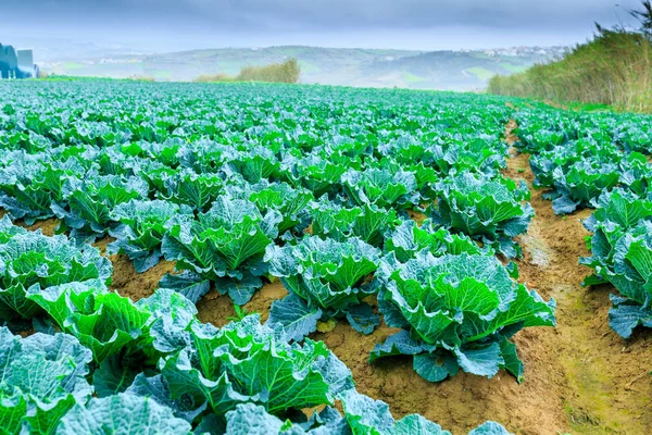 Growing plants of Savoy Cabbage in a rows red soil on a farmland — Stock Photo, Image