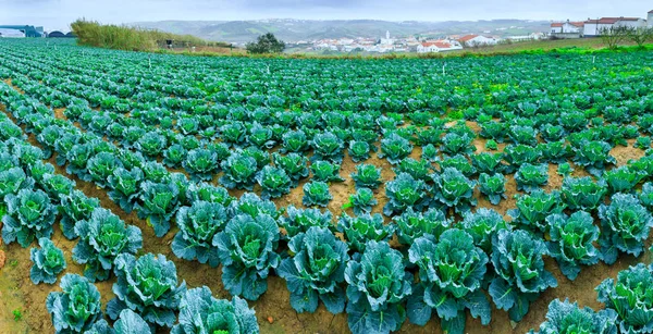 Growing plants of Savoy Cabbage in a rows red soil on a farmland — Stock Photo, Image