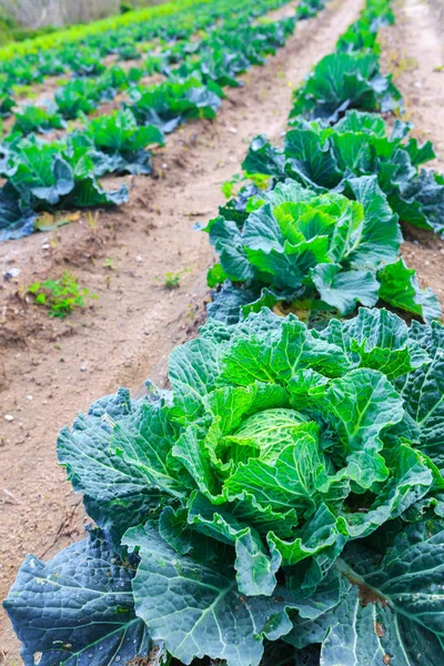 Growing plants of cabbage іn a bed rows red soil on a farmland. — Stock Photo, Image