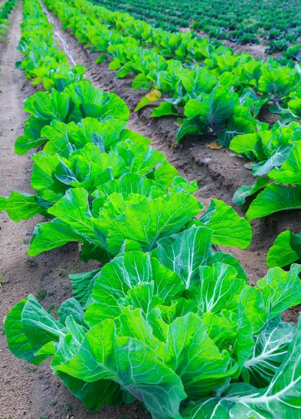 Growing plants of cabbage in a bed rows red soil on a farmland. — Stock Photo, Image