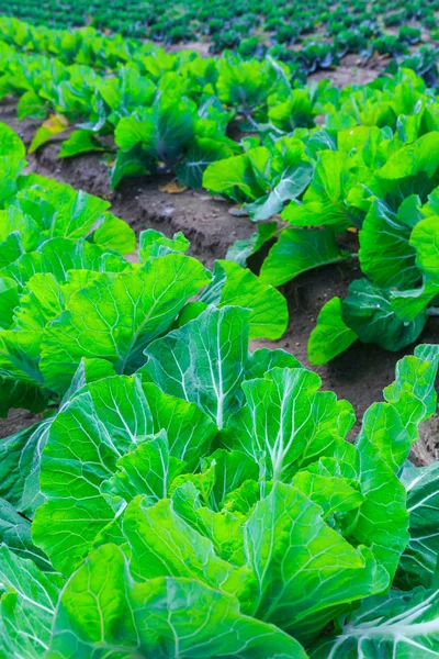 Growing plants of cabbage in a bed rows red soil on a farmland. — Stock Photo, Image