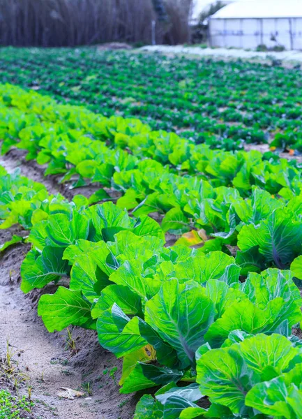 Growing plants of cabbage in a bed rows red soil on a farmland. — Stock Photo, Image