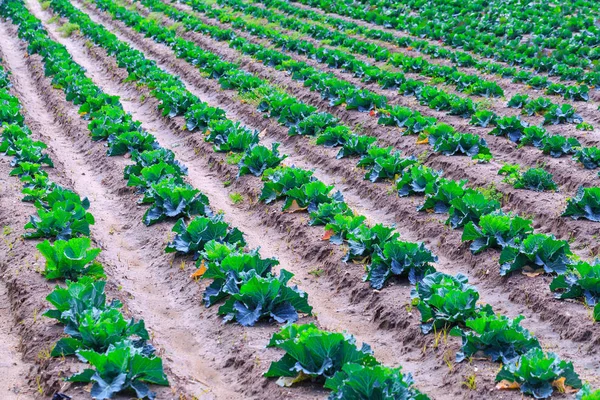 Growing plants of cabbage in a bed rows red soil on a farmland. — Stock Photo, Image