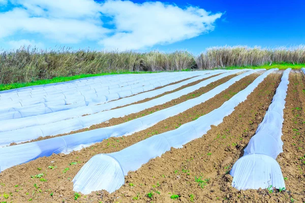 Erken ilkbahar ekimi tipik tarım teknolojisi — Stok fotoğraf