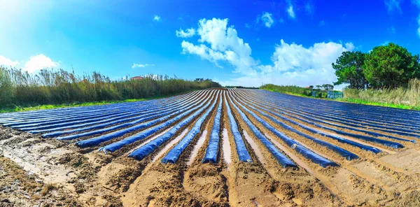 Una tecnología agrícola típica de principios de primavera el cultivo de — Foto de Stock