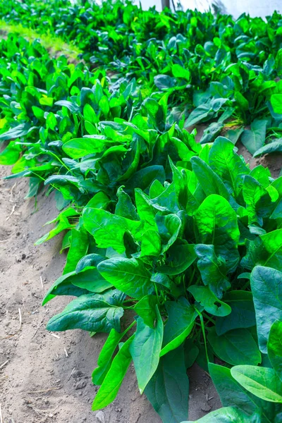 Growing plants of spinach growing in a bed rows open red soil on