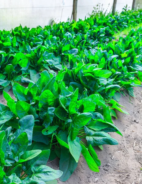 Growing plants of spinach growing in a bed rows open red soil on — Stock Photo, Image