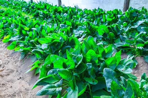 Growing plants of spinach growing in a bed rows open red soil on