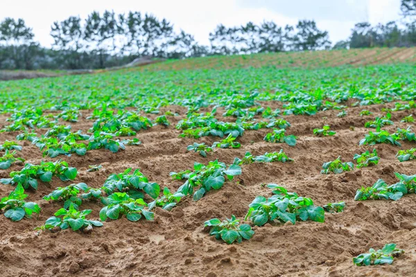 Growing plants sweet potatoes or also name (boniato, tropical sw — Stock Photo, Image