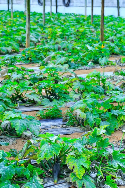 Growing plants a zucchini in a red soil inside plantation greenh — Stock Photo, Image