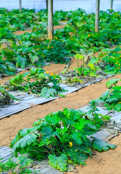 Growing plants a zucchini in a red soil inside plantation greenh — Stock Photo, Image