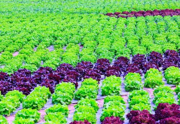Organic green lettuce plants or salad vegetable cultivation in r
