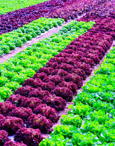 Organic green lettuce plants or salad vegetable cultivation in r