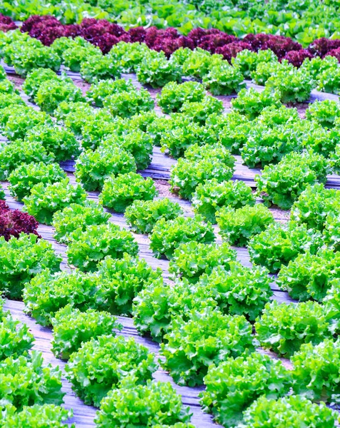 Organic green lettuce plants or salad vegetable cultivation in r — Stock Photo, Image