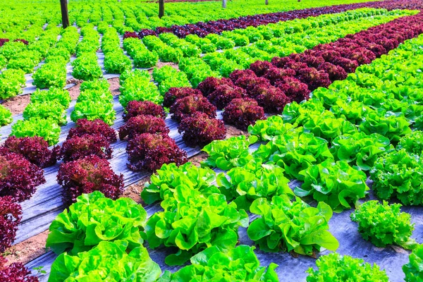 Piante di lattuga verde biologica o coltivazione di insalata in r — Foto Stock