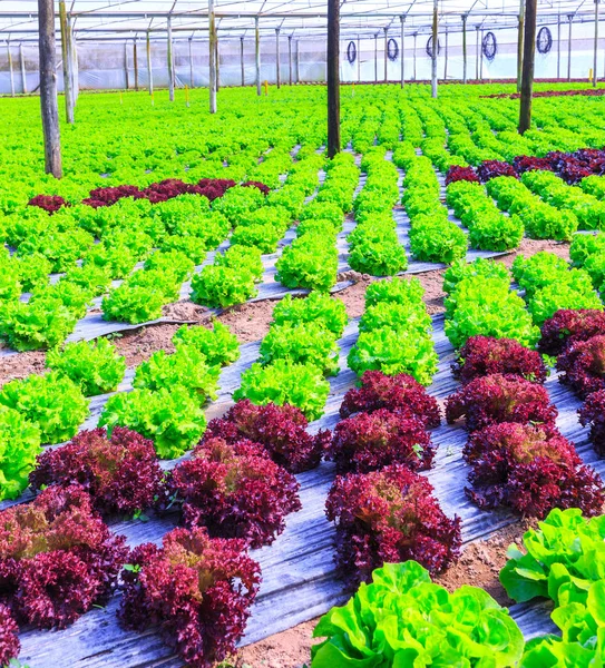 Plantas de alface verde orgânica ou cultivo de salada vegetal em r — Fotografia de Stock