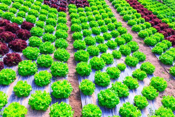 有机绿色生菜植物或沙拉蔬菜在 r 中的栽培 — 图库照片