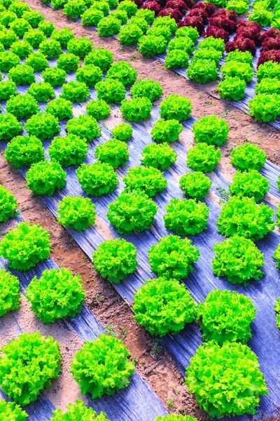 Органические растения зеленого салата или салат овощного культивирования в р — стоковое фото