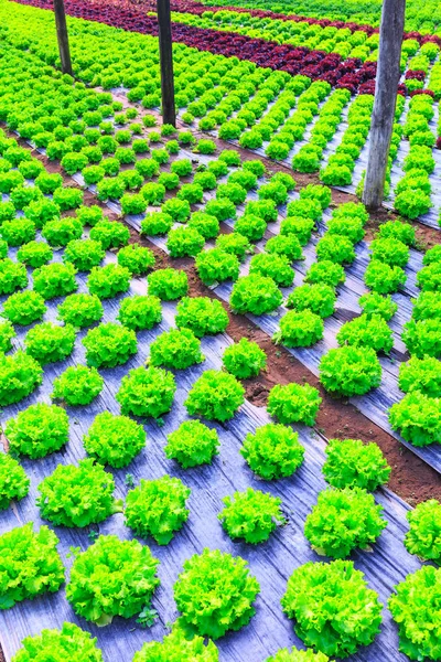 Organic green lettuce plants or salad vegetable cultivation in r — Stock Photo, Image