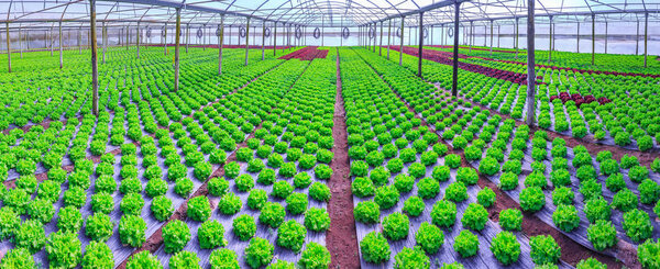 Organic green lettuce plants or salad vegetable cultivation in r